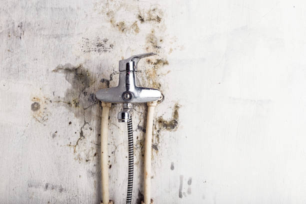 Best Mold Cleaning Services  in Monteagle, TN