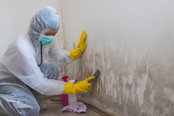Best Commercial Mold Removal  in Monteagle, TN