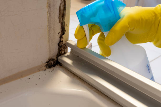 Best Black Mold Removal  in Monteagle, TN